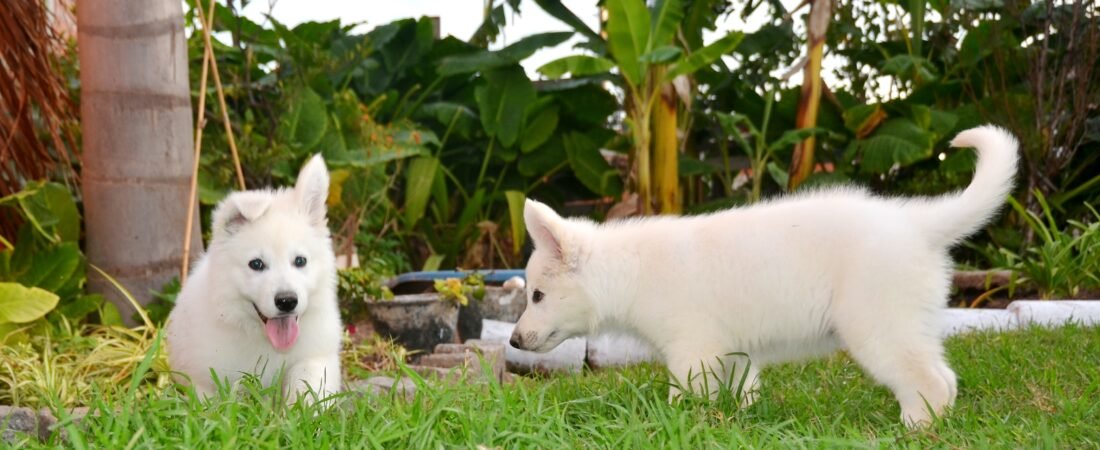 Pastor Blanco Suizo Doncan White